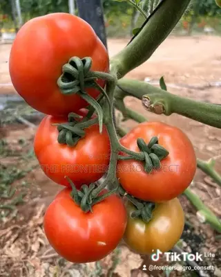 Greenhouse for Vegetables