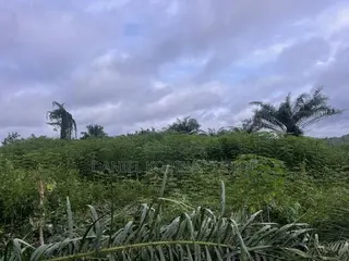 Lands for Sale
