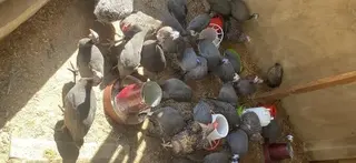 Guinea Fowls for Sale
