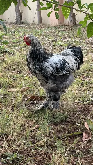 Brahma Chiken for Sale