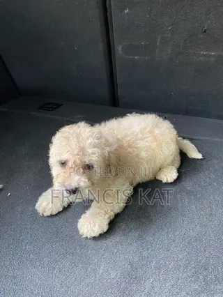 1-3 months Male Purebred Maltipoo