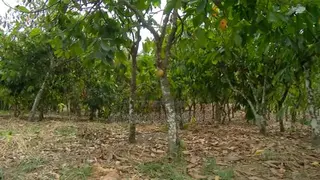 10 Acres Cocoa Farmland