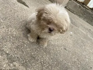 1-3 months Male Purebred Maltese