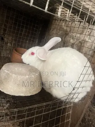Pregnant Rabbits
