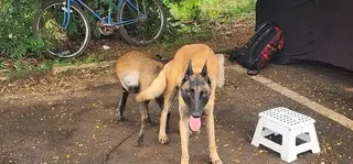 1+ year Male Purebred Belgian Malinois