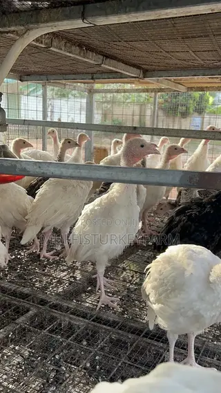 2 Months Old Turkeys