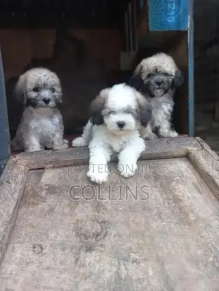 1-3 months Female Purebred Poodle