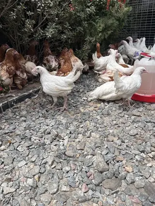3-Month-Old Brown Layers & White Leghorns