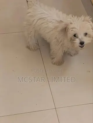 1-3 months Female Mixed Breed Maltese