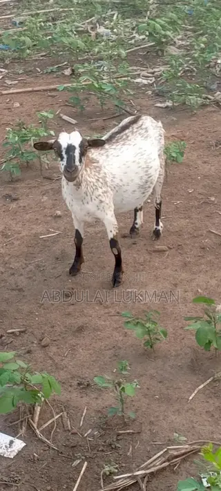 Nice Goat Seller