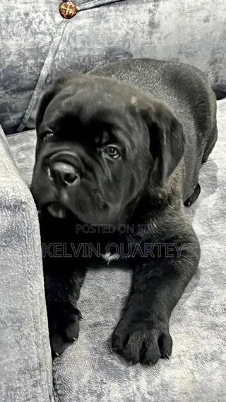 1-3 months Male Purebred Cane Corso