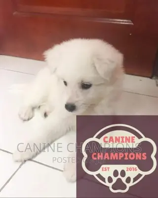 1-3 months Female Purebred Japanese Spitz