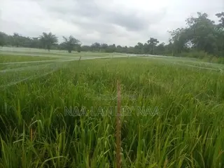 Commercial Farm and a Two Bedroom Farm for Sale at Kumasi.