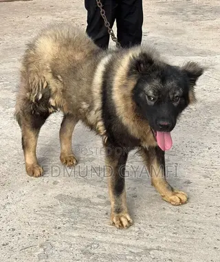 6-12 months Male Purebred Caucasian Shepherd