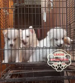 1-3 months Female Purebred American Eskimo