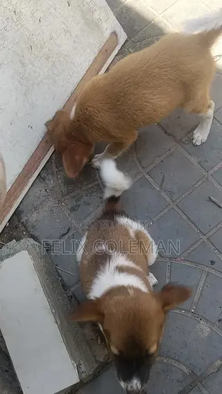 1-3 months Female Mixed Breed Mongrel (No Breed)