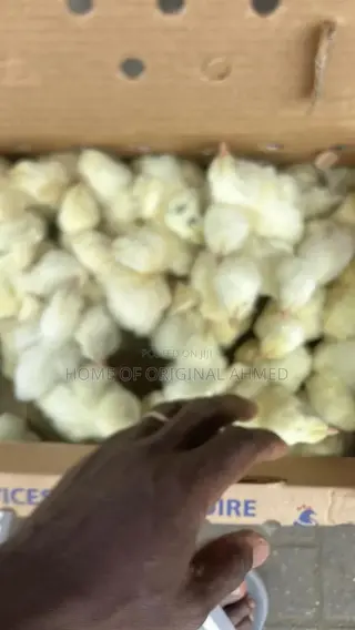 Broiler Cobb 500