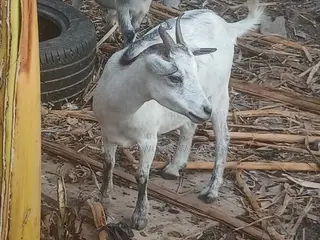 Female Goat,2nd Birth Femal Goat