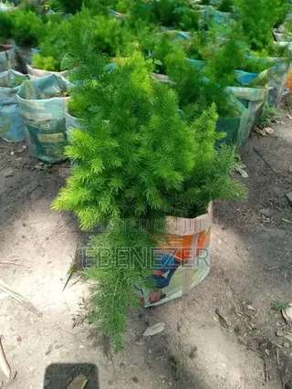 Fern Flowers