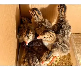 Guinea Keets
