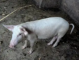 35 Gh Per Kilo , Weighing Starts From 50 going.Good and Fresh Pigs