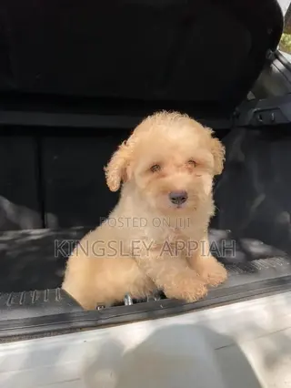 1-3 months Male Purebred Poodle