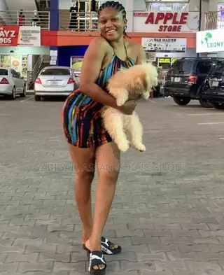 3-6 months Female Mixed Breed Poodle