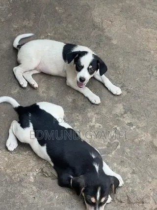 1-3 months Female Purebred Mongrel (No Breed)