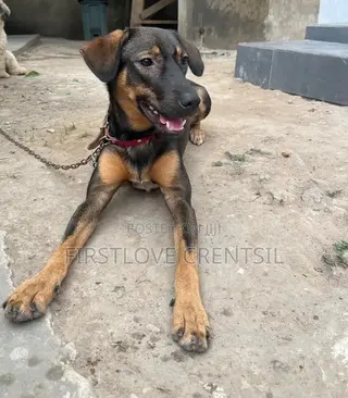 6-12 months Female Purebred Doberman Pinscher