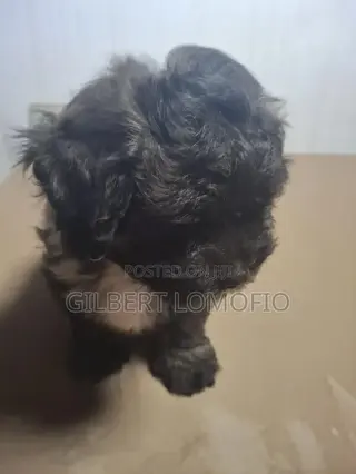 1-3 months Male Purebred Poodle