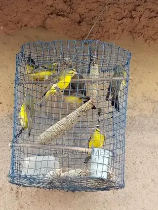 African Canary Birds