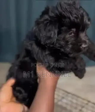 3-6 months Female Purebred Poodle