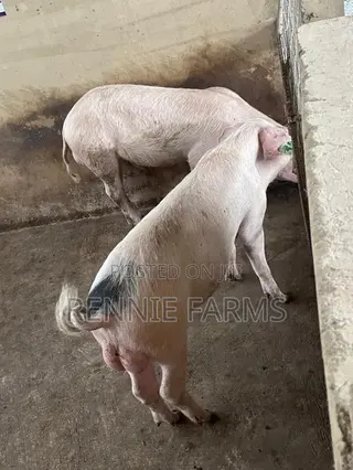 Pigs for Sale
