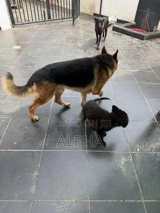 3-6 months Male Purebred German Shepherd