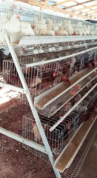 Battery Cage for Layers