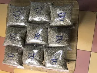 Brachaira Grass Seeds