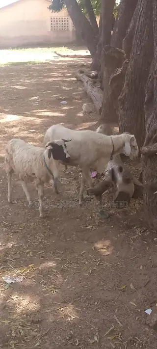 Sheep for Sale Cool Price