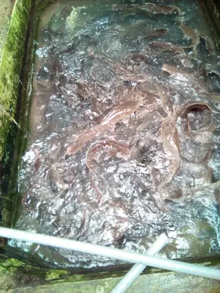 Cat Fish Production