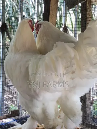 Pure White Belgian Brahma