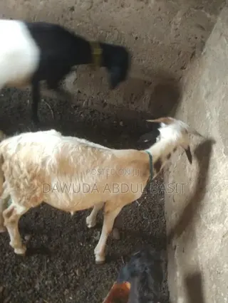 The Animals Seller