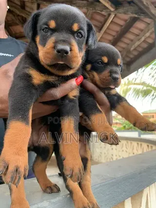 3-6 months Male Purebred Rottweiler