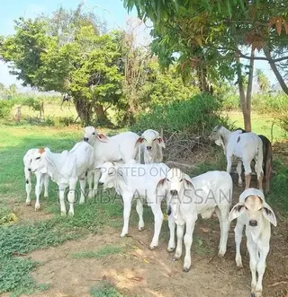 Young Gudali Cow's