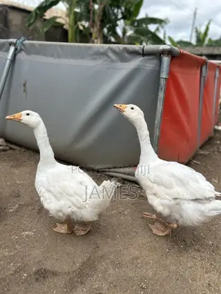 Matured Geese Ready to Lay