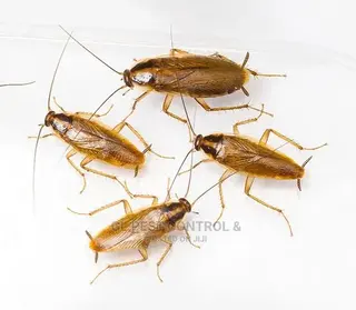 Cockroaches Fumigation Service