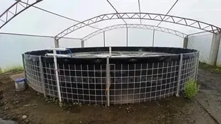 Tilapia PVC Biofloc Pond
