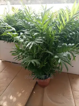Palour Palm for Sale