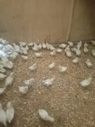 White Layers - Day Old and Brooded