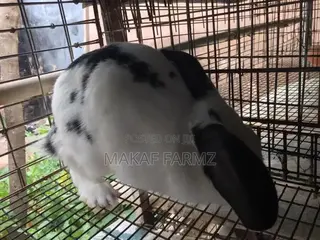 Rabbit for Sale