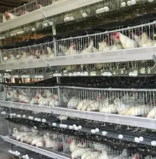 Battery Cages