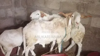 A Healthy Sheep’S For Sell